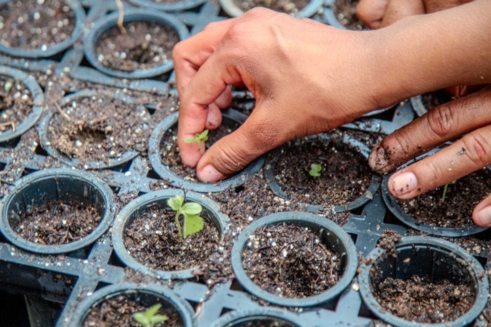 Illustration of the 3 RCM satellites, evenly spaced on the same orbital plane at an altitude of 600 km.